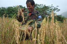 Chợt nhớ làng