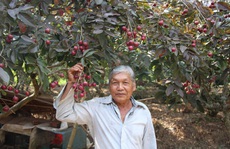 Trái cây mới, lạ hút hàng