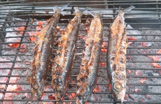 Nhớ con cá chuồn biển Rạng!