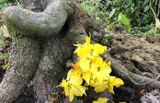 Lạ mắt vườn mai khủng có hoa vàng rực trổ từ ngọn tới rễ