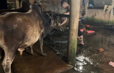 Quảng Nam: Phát hiện 3 cơ sở bơm nước vào bò trước khi giết mổ