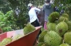 Sầu riêng, thanh long... miền Tây rớt giá thảm hại vì dịch virus corona
