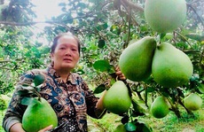 Cuối năm, trộm vặt lộng hành
