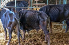 Sở KH-CN Lâm Đồng nói gì vụ bò tót nuôi để nghiên cứu gầy trơ xương vì đói?