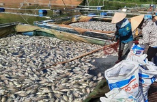 Khoảng 30 tấn cá chết hàng loạt bất thường