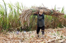 Không chạy theo phong trào