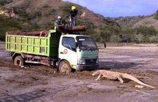 Indonesia dậy sóng vì rồng Komodo 'chặn đầu' xe tải