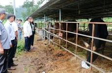 Tìm cách cứu đàn bò rừng lai