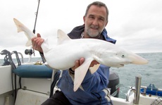Anh: Bắt được cá mập hiếm, toàn thân trắng toát
