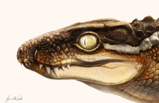 Sinh vật kinh dị 71 triệu tuổi khiến siêu khủng long phải khiếp sợ