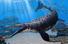 'Thủy quái' 17 mét trong hầm mỏ: loài chưa từng thấy trên thế giới