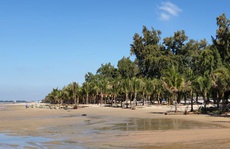 Lấn đất, trồng hàng trăm cây dừa ở bãi biển