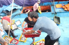 Bình Định: Ngư dân đánh bắt xa bờ “méo mặt” vì đá tan, cá hỏng