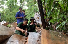 Còn phá rừng, còn thảm họa thiên tai