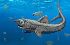 'Vua thủy quái' 365 triệu tuổi: Loài chưa từng thấy trên thế giới