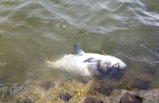 Đà Lạt: Cá lớn chết bất thường ở hồ Xuân Hương
