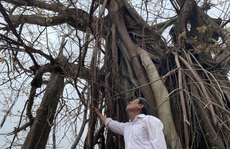 Hàng chục ngàn cây xanh trên đảo Lý Sơn bị bão 'vặt' trụi lá