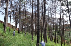 Cán bộ địa phương dung túng việc đầu độc rừng thông tuyệt đẹp ven đường Hồ Chí Minh