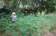 Tây Nguyên, mùa nào thức nấy