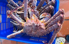 Năm 2020 đại hạ giá: Hải sản 'nhà giàu' tràn vỉa hè, mua cả mâm về ăn