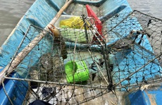 Về Cà Mau bắt cua