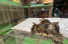 Phải chấm dứt tận diệt chim trời!: Quy định đã có, vì sao chưa xử lý?