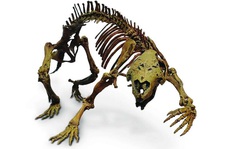 Hãi hùng 'con thú điên' nguyên vẹn 66 triệu tuổi, sống giữa khủng long