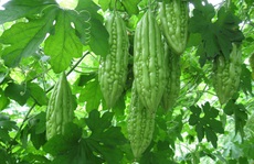 Thực hư chuyện ăn gan... bổ gan?