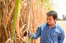 Những giải pháp phòng vệ thiết thực cho ngành mía đường