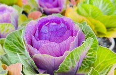 Bắp cải Trung Quốc màu lạ, tới tấp đặt mua, rước về đón Tết