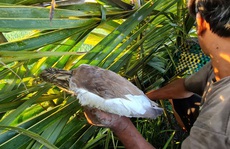 Phải chấm dứt tận diệt chim trời! (*): Giải pháp cấp bách bảo vệ động vật