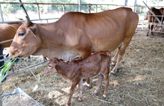 Đàn bò tót lai gầy trơ xương phục hồi và sinh con