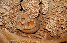 Bí ẩn người đàn ông hóa thạch trong hầm mỏ: khác loài, 130.000 tuổi