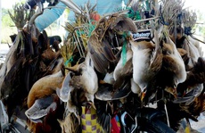Phải dẹp nạn buôn bán động vật hoang dã