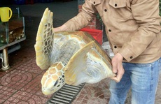 Chủ nhà hàng mua rùa biển quý hiếm nặng 30 kg để thả về biển