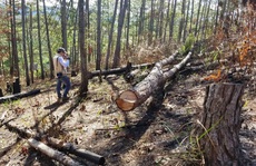 Lâm Đồng: Phá rừng thông rồi rao bán đất như vô chủ