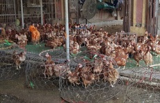 Loại gà thế giới thải bỏ, ở nước ta giá đắt ngang đặc sản