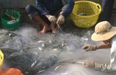 Sướng với cá đối bị thủy triều 'đẩy' vào Gò Công