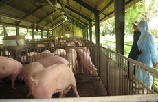 Chờ giá thịt heo giảm