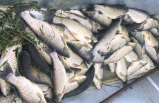 Chưa rõ nguyên nhân hơn 11 tấn cá chết bất thường trên sông Chu