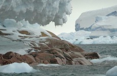 Tàu thám hiểm Nam Cực lạc đến 'hoang đảo ma' phủ đá hoa cương