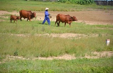 'Bất động sản nông nghiệp gần như... bất động'