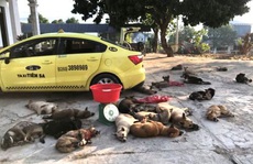 Nhóm trộm dùng taxi chở 22 con chó đi tiêu thụ thì bị bắt