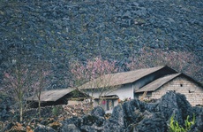 Du xuân Hà Giang, gieo mình giữa bạt ngàn hoa