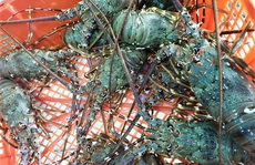 Nhà hàng hạ giá tôm hùm xanh 169.000 đồng/con, tôm Alaska 700.000 đồng/kg