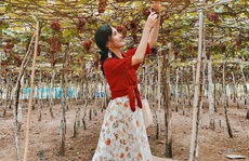 Khám phá vườn nho xanh mát, trĩu quả ở Ninh Thuận