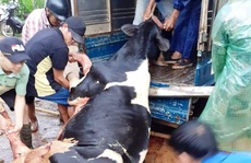 Lâm Đồng: Sét đánh chết gục 10 con bò sữa ngay tại máng ăn