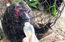 Khỉ mặt đỏ chết sau khi bàn giao công viên động vật hoang dã của FLC