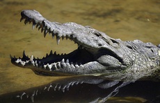 Nhanh trí kẹp ngón tay vào mũi cá sấu, người mẹ cứu sống con