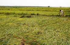 Quảng Bình: Sau 5 phút mưa đá, 36 hecta lúa chuẩn bị gặt đổ rạp